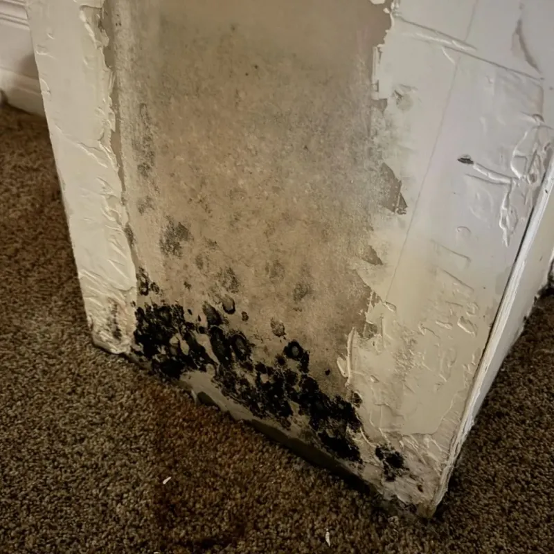 Professional Mold Removal in Wolfforth, TX